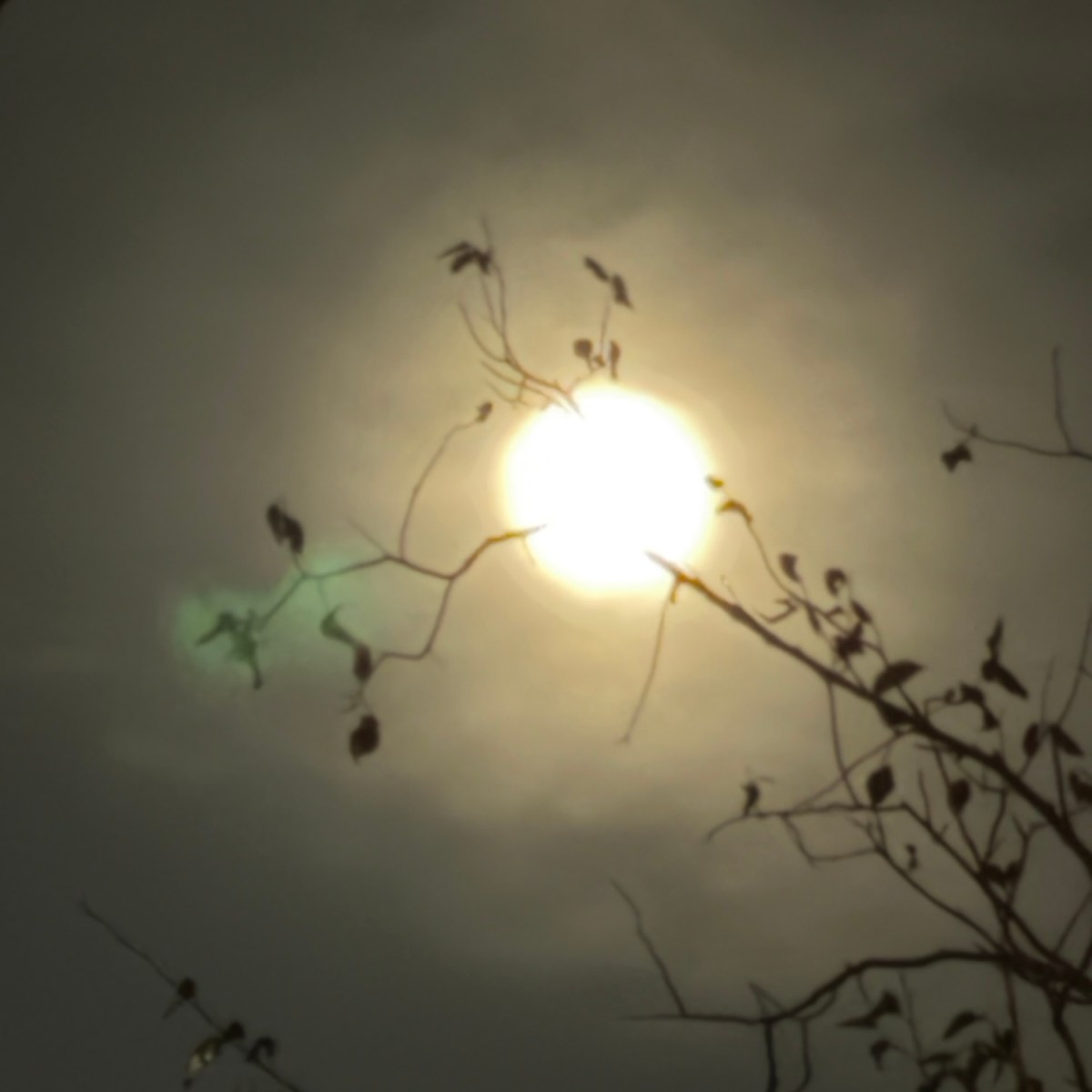 Moonlight Growth Explosion