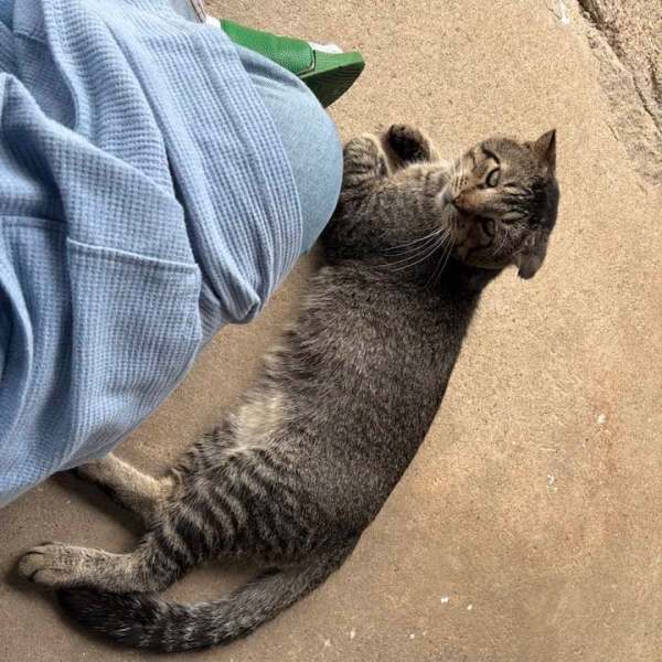 A Neighborhood Cat
